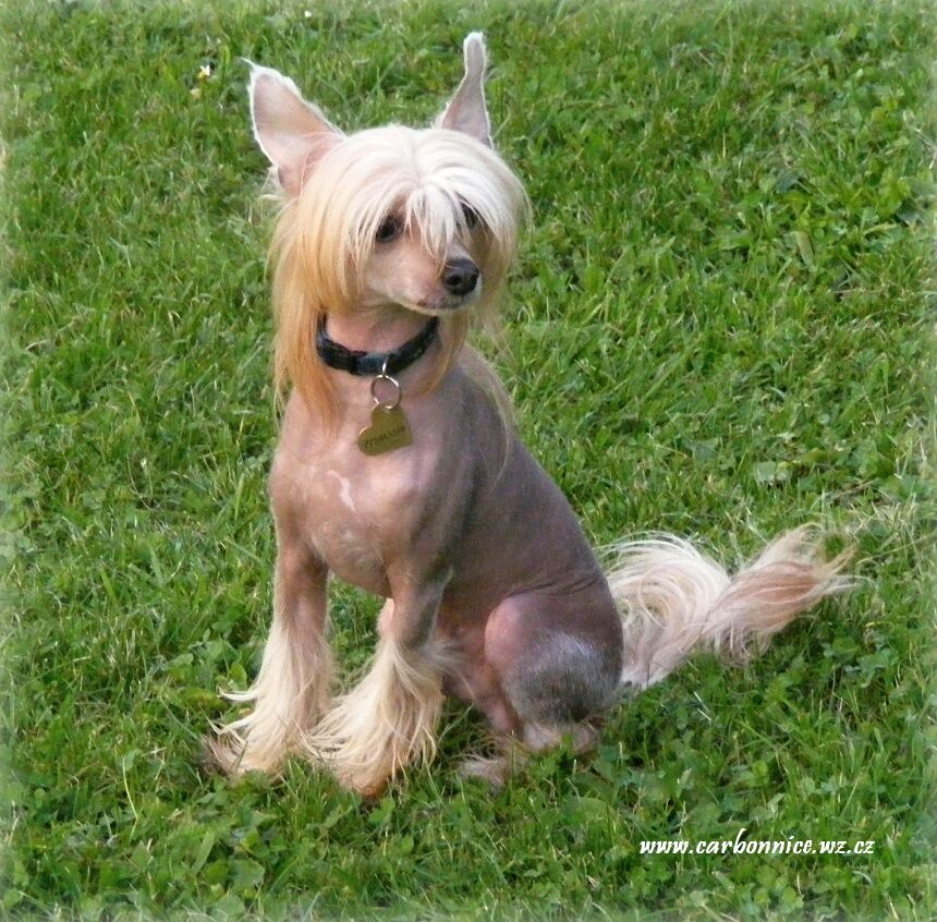 Carbon Nice Luramion