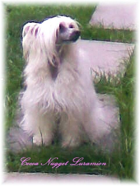 Cocoa Nugget Luramion