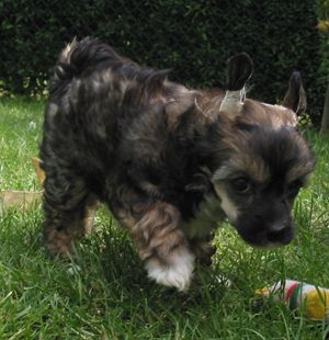 Estillinis Mondavi Di Montebella