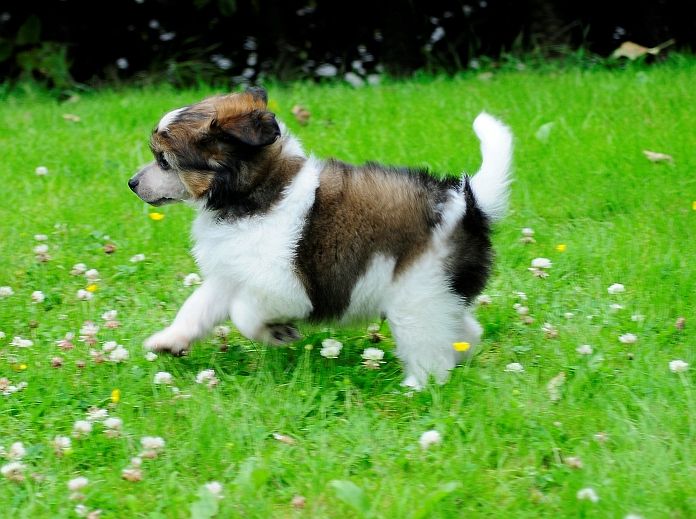 Be My Dog's I Want It All