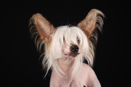  Be My Dog's Icebreaker