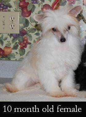 Crestyle Super Model HL