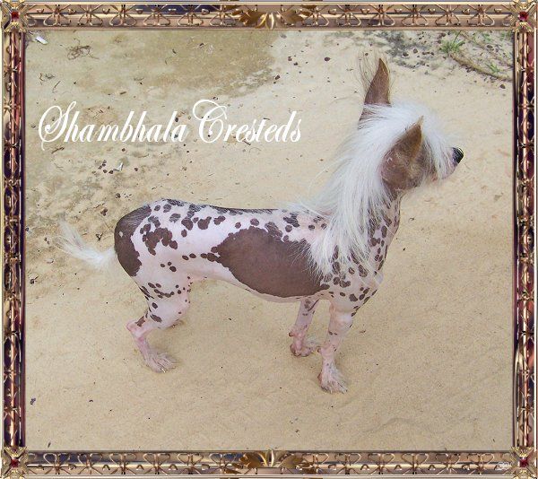 Shambhala's Teeny-Weeny Kisses