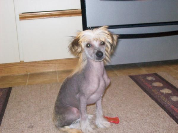 Prancing Little Denver Baby