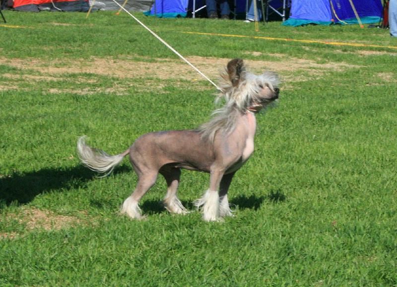 Sun Dan Angels Wings