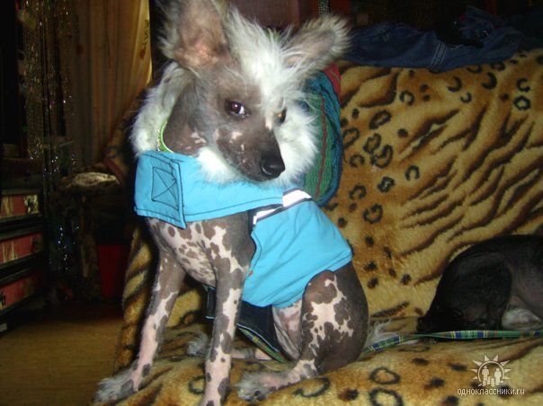 Strong Style Keip-Dgirardo