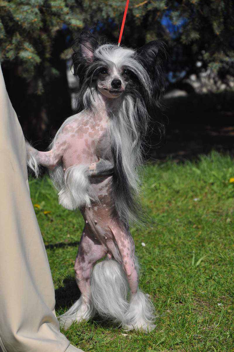 Leon Fleur De Lis Yarona