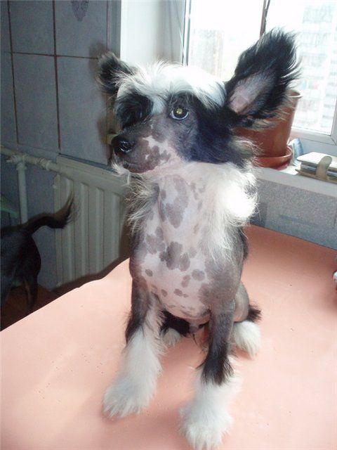 Rus Foreva Patrik Alvine Band