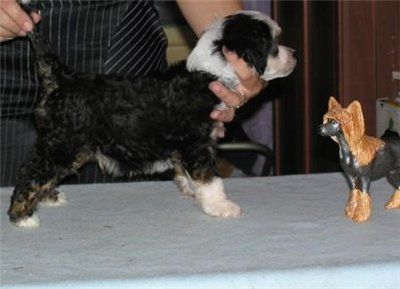 Rus Foreva Preyman Fantastik