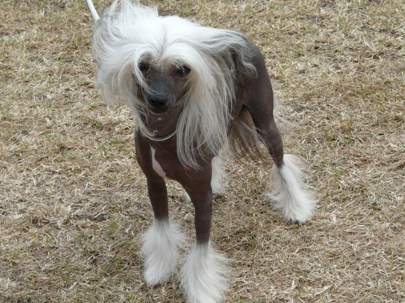 Camoto Coco Chanel