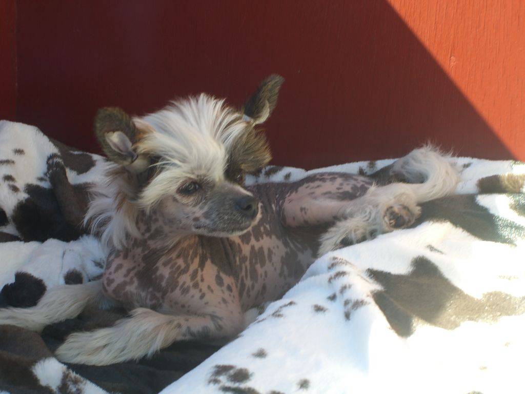 Sørperlas I'm miss Chanel 