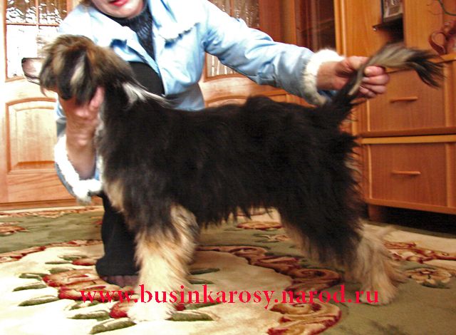 Fantom iz Jablonevogo Sada