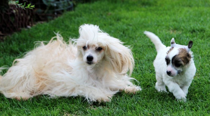 Cointroau Sua Sponte