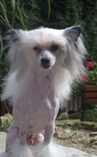 Alessio z Andelovy dlane