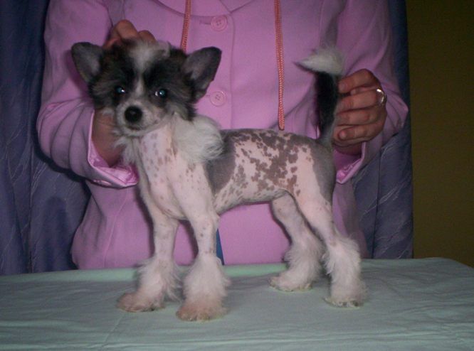 Angela z Andelovy dlane