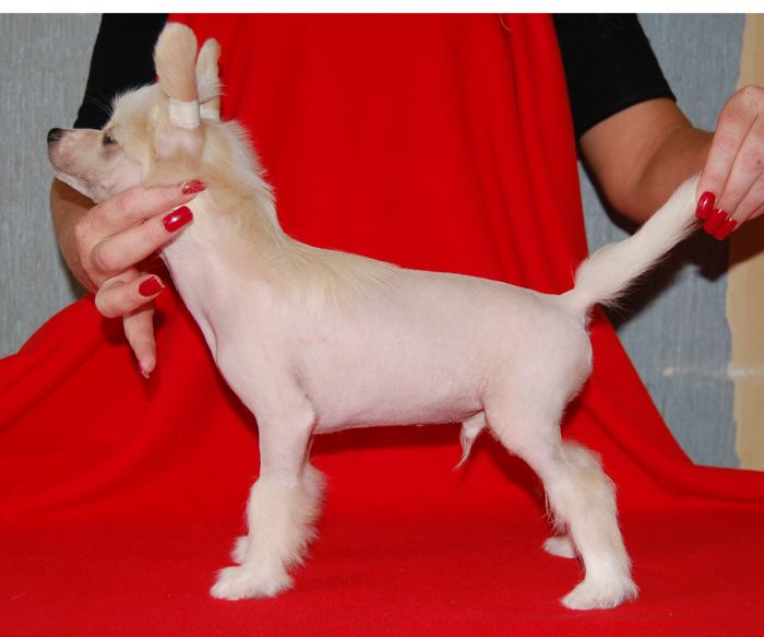 Volshebnaja Loshadka Even Sweetie