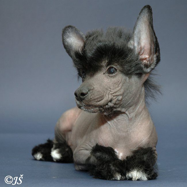 Moon Diamond z Haliparku