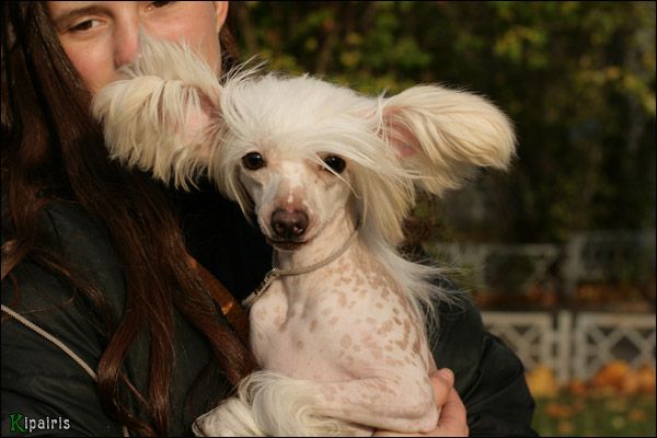 Shelcovij Shlejf Laima Ann