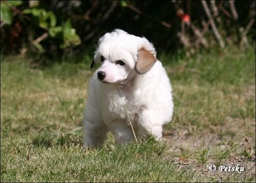 Ferchaz After The Storm