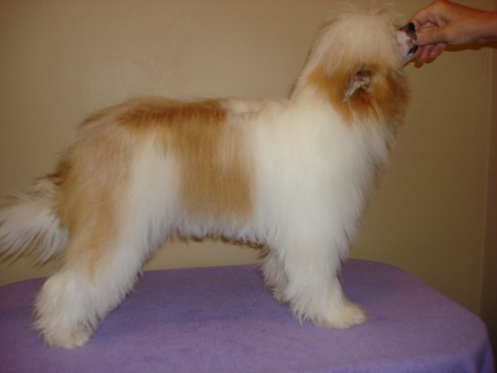 Applelou Kiss Me Kate