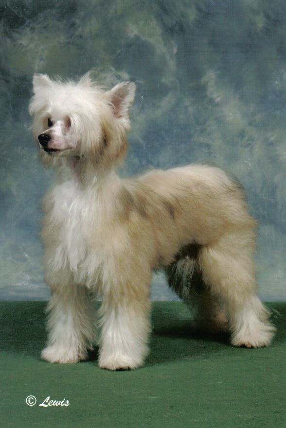 Dazlerock First Edition