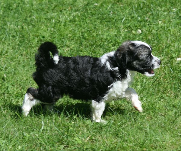 Jualan Jämerä Juoru