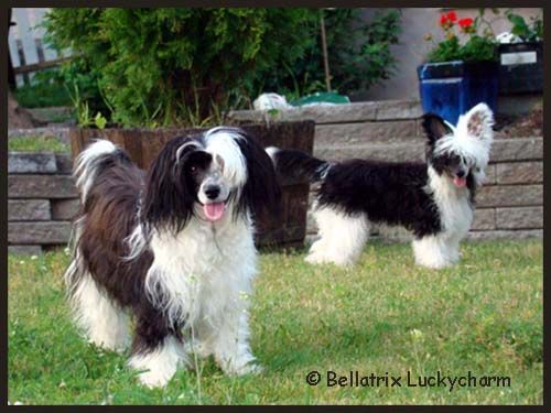 Bellatrix Luckycharm Aquila