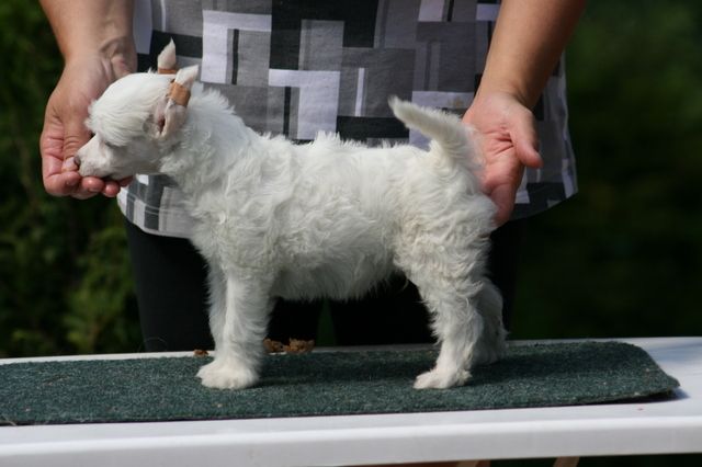 Big Jokes Luke Skywalker