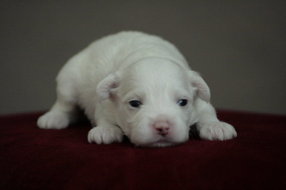 Big Jokes Luke Skywalker