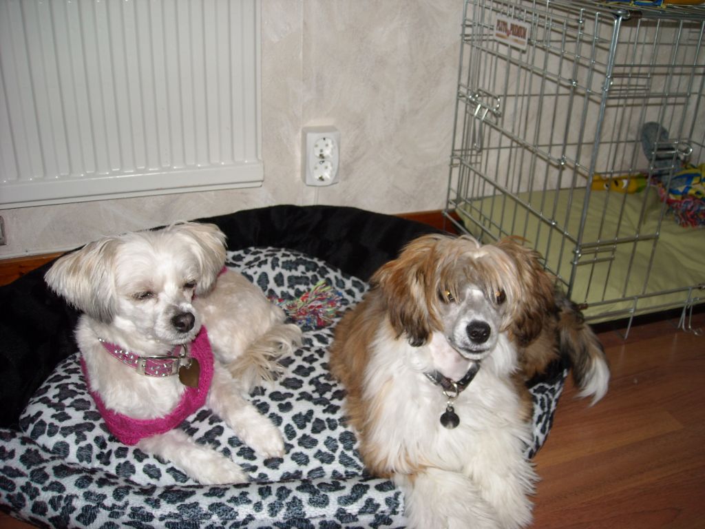 Chineseblue's It Must Be Love "Chico"