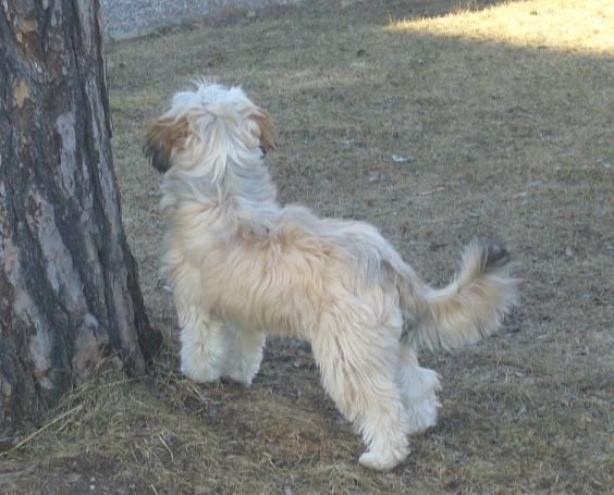 Bai Long's Go Gadget Go