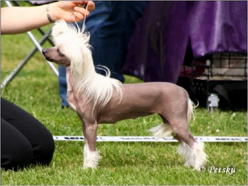 Bai Long's Gossip Girl