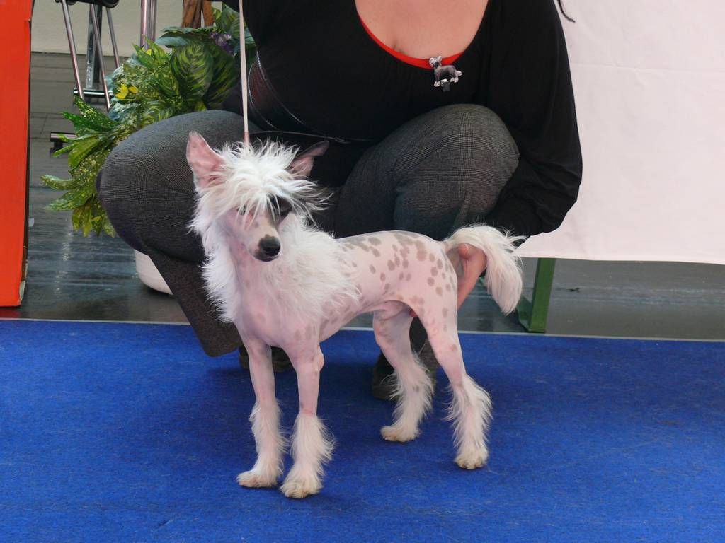 Blanc de Blanc von Shinbashi