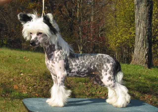 Wickhaven Comic Genius