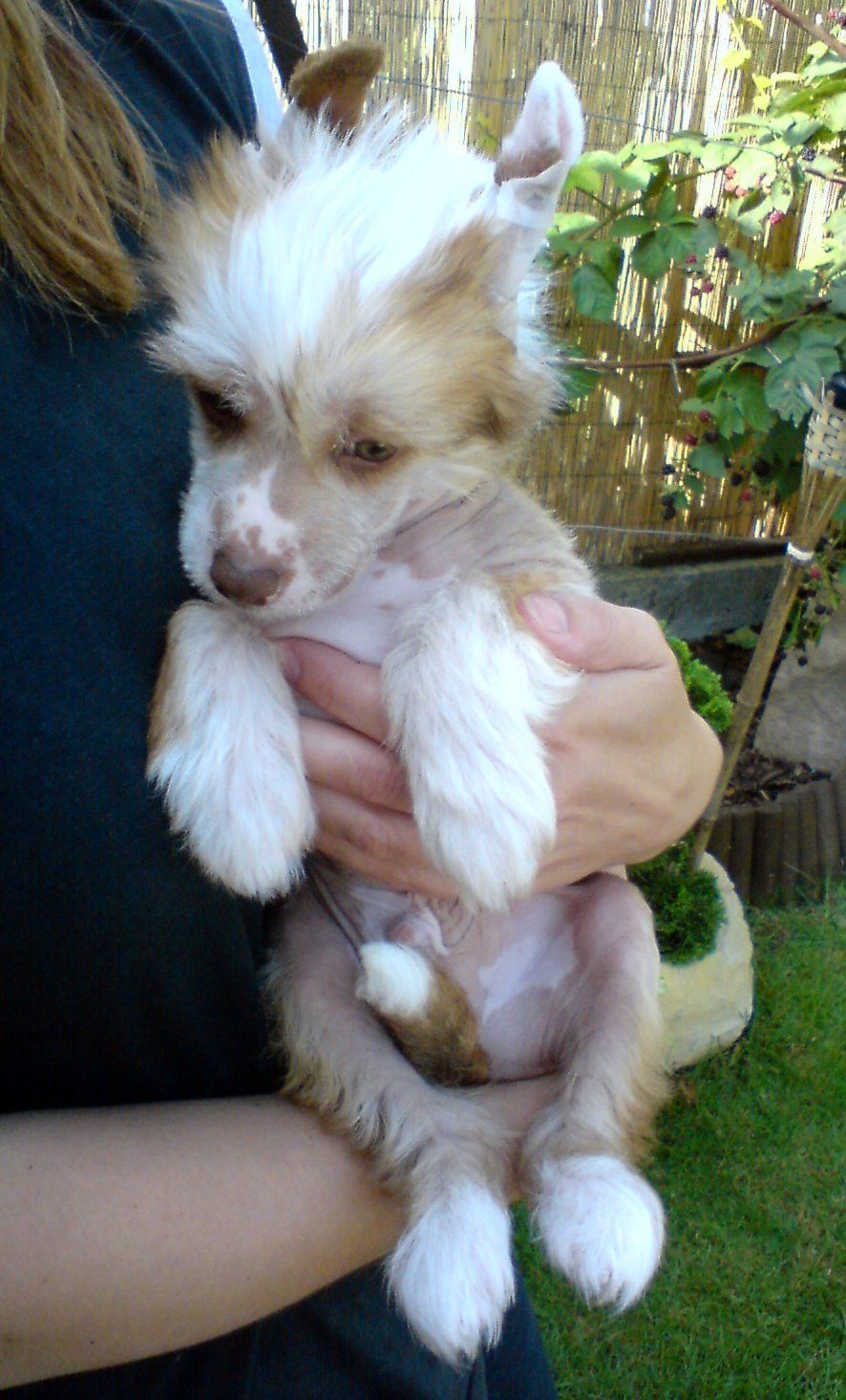 Alvaros Ari Darydakles