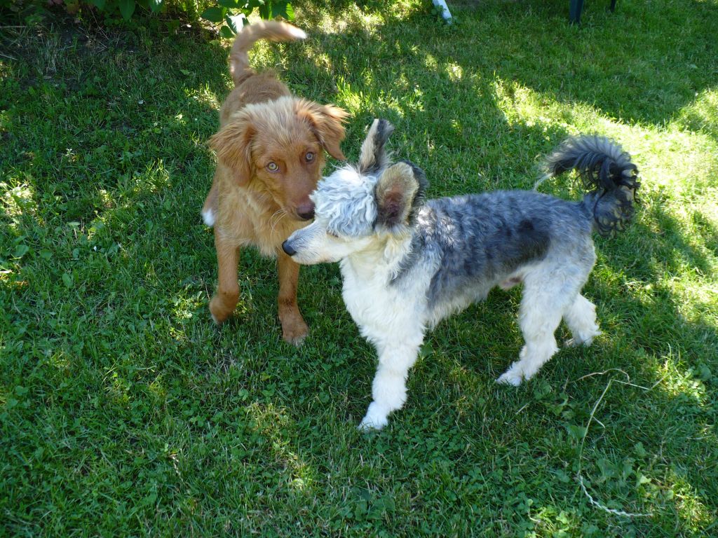 Darius Black z Perlového údolí