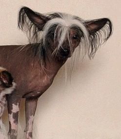 Fantastik Kashmir Hobbit