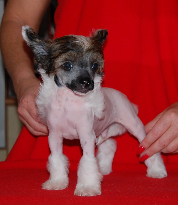 Volshebnaja Loshadka JU-TU