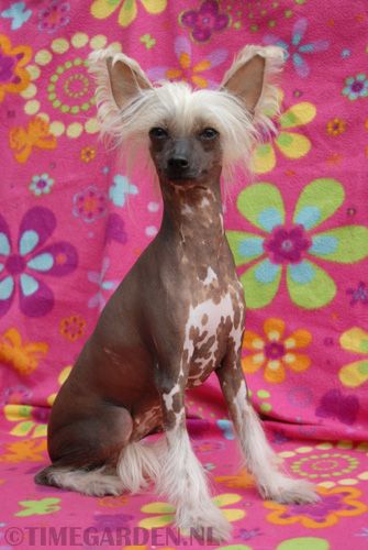 Timegarden Walk on the Wildside