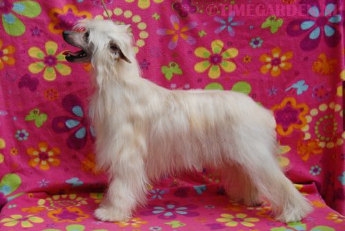 Timegarden Watch me Win