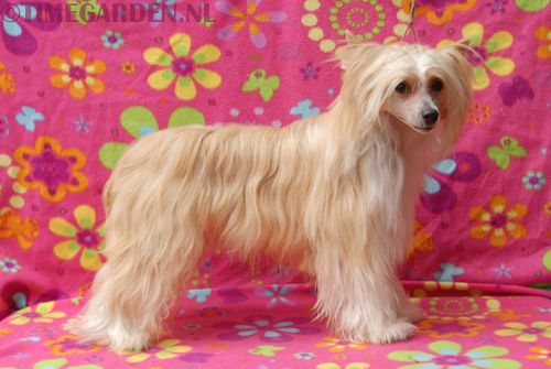 Timegarden Way of Wonder