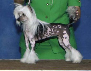 Jewels N Puffin Winning Colors