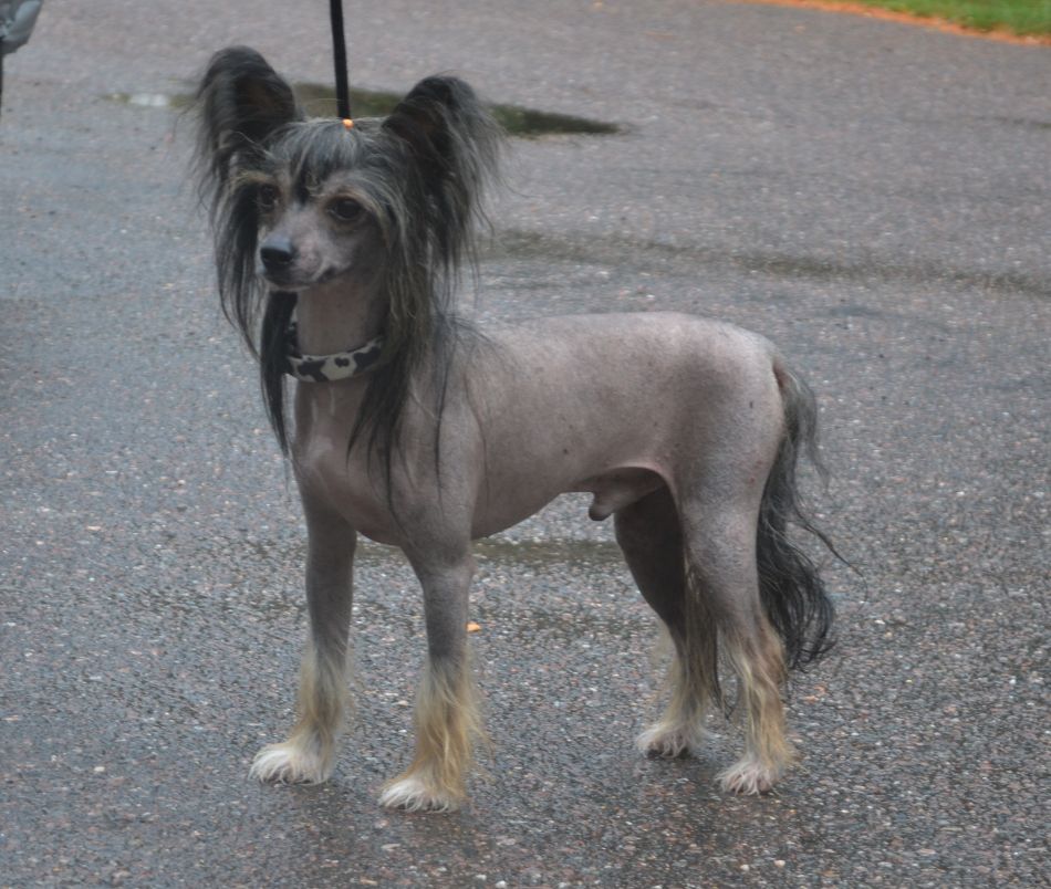 Zalex Charleston Dancing Boy