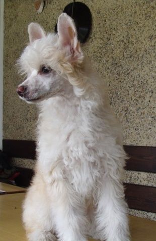 Clementain Magická Noc