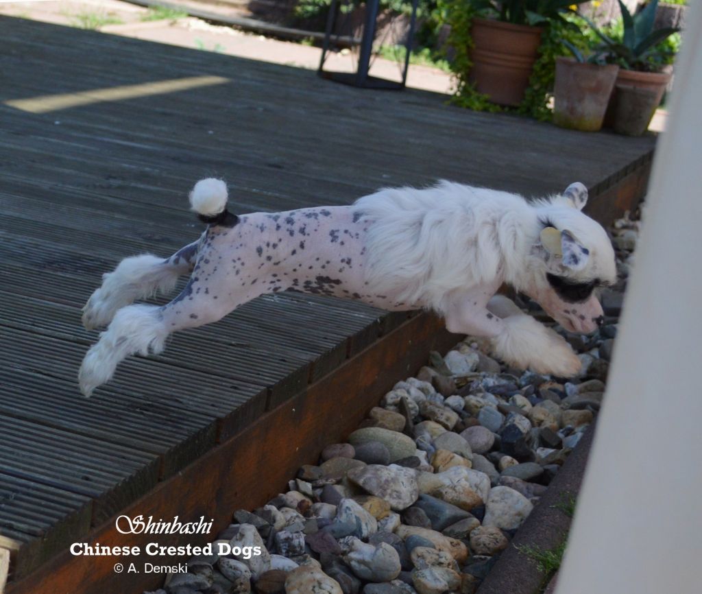 Dior Delice von Shinbashi