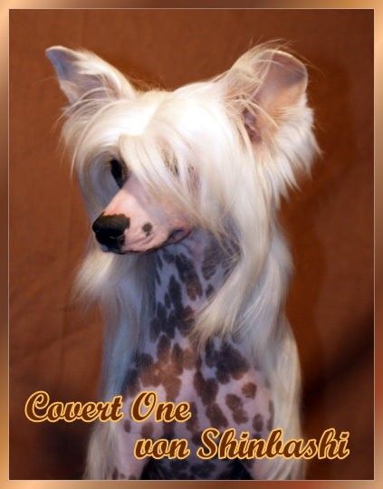 Covert One von Shinbashi