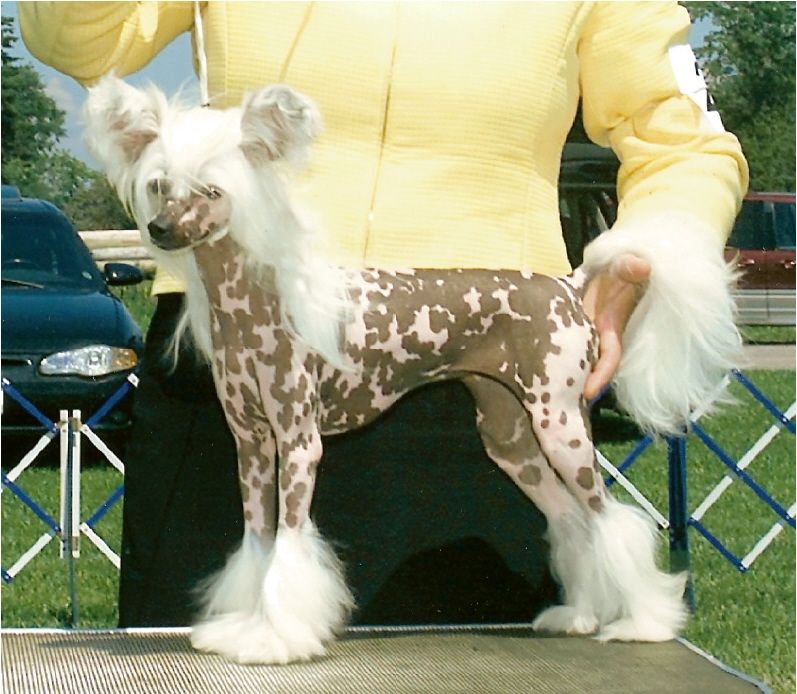 Bodeswell Hairiet Houdini