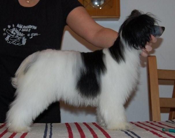 Joyway's Zuper Zöpö