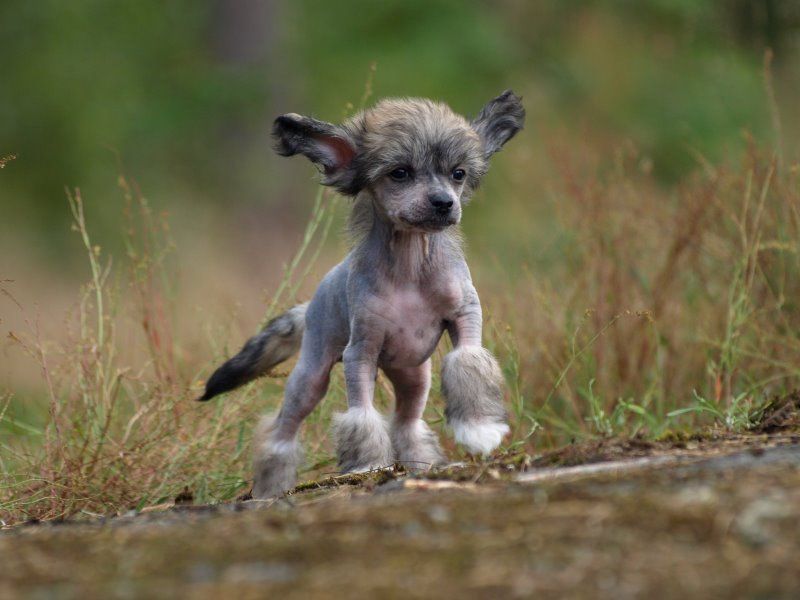 Koirakerman Hugo Boss