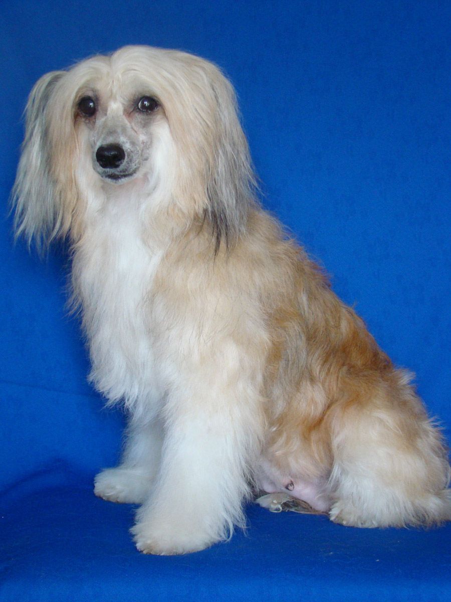 Vernisazh Mari Zaznoba